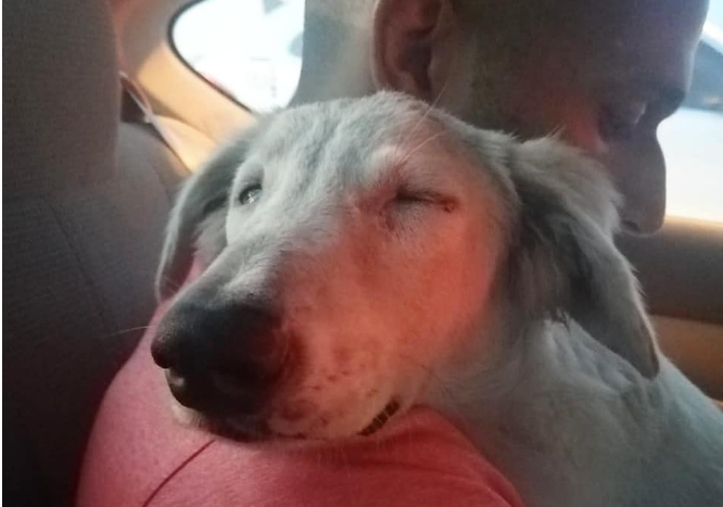 Heimatloser Hund schläft in den Armen seines neues Herrchens ein – zum ersten Mal fühlt er sich sicher